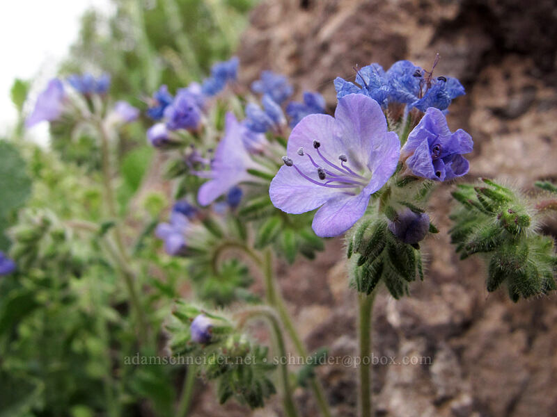 distant phacelia (Phacelia distans) [Picacho Peak Road, Picacho Peak State Park, Pinal County, Arizona]