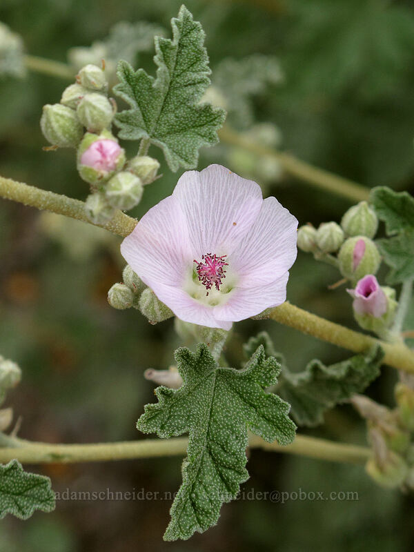 pink desert globe-mallow (Sphaeralcea ambigua) [Picacho Peak Road, Picacho Peak State Park, Pinal County, Arizona]