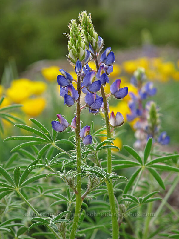 desert lupine (Lupinus sparsiflorus) [Picacho Peak Road, Picacho Peak State Park, Pinal County, Arizona]
