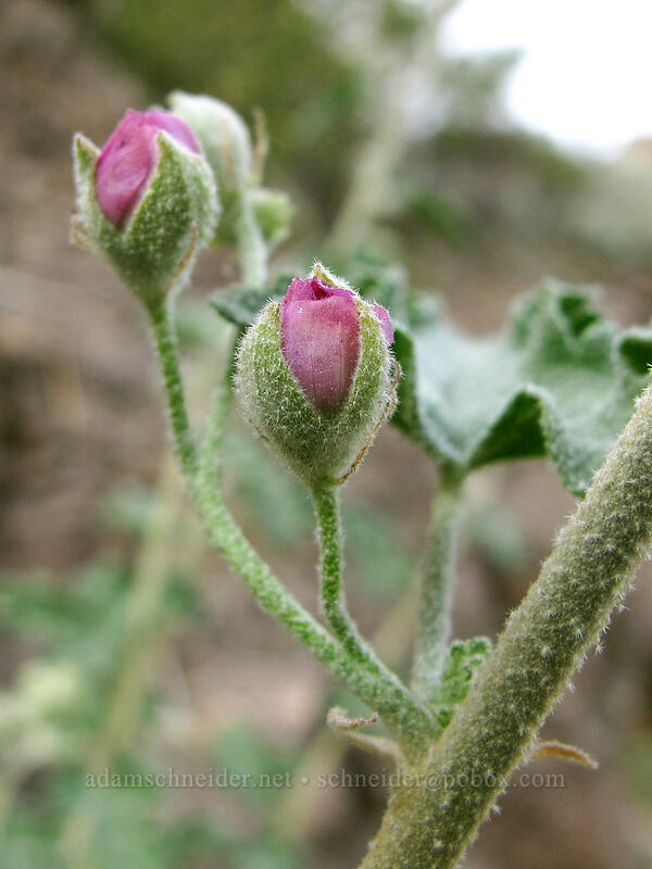 pink desert globe-mallow, budding (Sphaeralcea ambigua) [Hunter Trail, Picacho Peak State Park, Pinal County, Arizona]