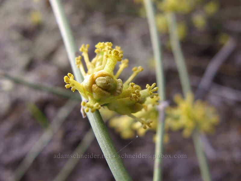rough joint-fir (ephedra) (Ephedra aspera) [Hunter Trail, Picacho Peak State Park, Pinal County, Arizona]