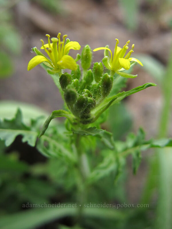 London rocket (Sisymbrium irio) [Hunter Trail, Picacho Peak State Park, Pinal County, Arizona]