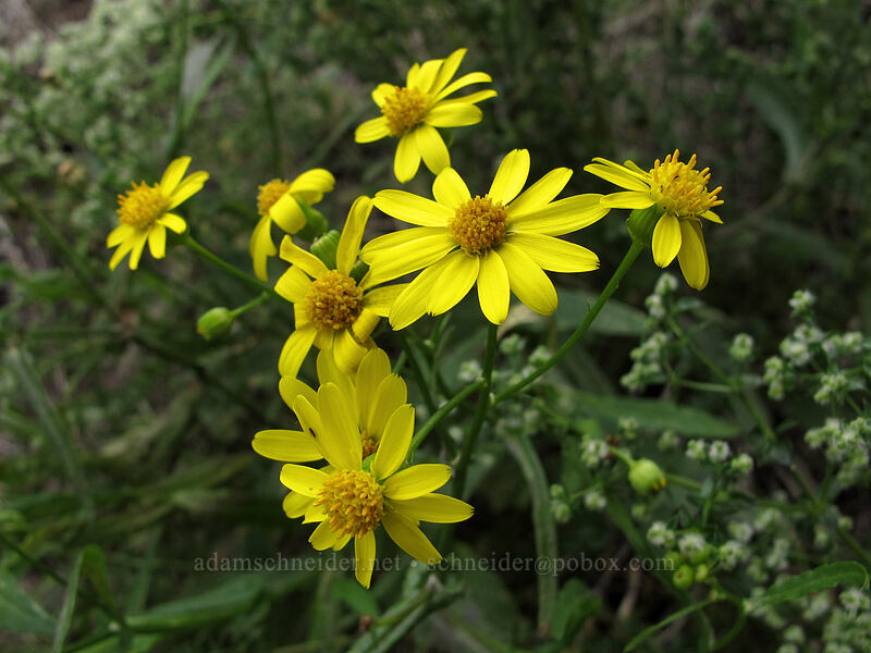 Lemmon's groundsel (Senecio lemmonii) [Hunter Trail, Picacho Peak State Park, Pinal County, Arizona]