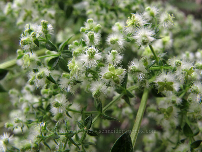 starry bedstraw (Galium stellatum) [Hunter Trail, Picacho Peak State Park, Pinal County, Arizona]