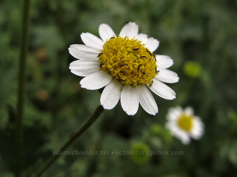 Emory's rock-daisy (Perityle emoryi) [Hunter Trail, Picacho Peak State Park, Pinal County, Arizona]