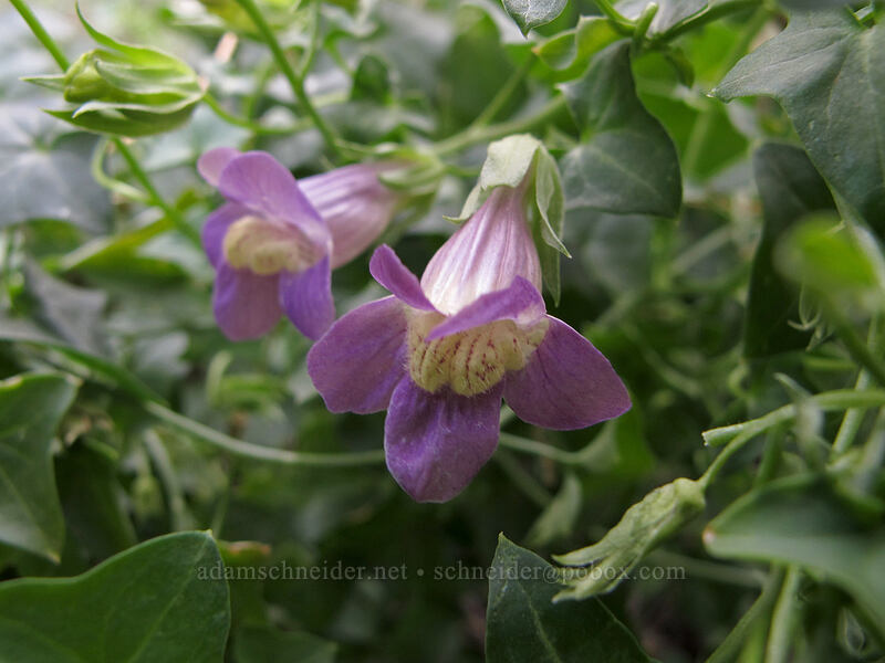 snapdragon vine (roving sailor) (Maurandya antirrhiniflora (Maurandella antirrhiniflora)) [Hunter Trail, Picacho Peak State Park, Pinal County, Arizona]