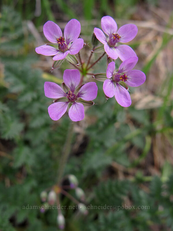 red-stem filaree (Erodium cicutarium) [Hunter Trail, Picacho Peak State Park, Pinal County, Arizona]