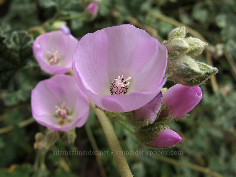 pink desert globe-mallow (Sphaeralcea ambigua) [Hunter Trail, Picacho Peak State Park, Pinal County, Arizona]