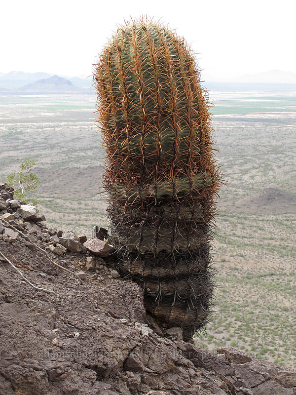California barrel cactus (Ferocactus cylindraceus) [Hunter Trail, Picacho Peak State Park, Pinal County, Arizona]
