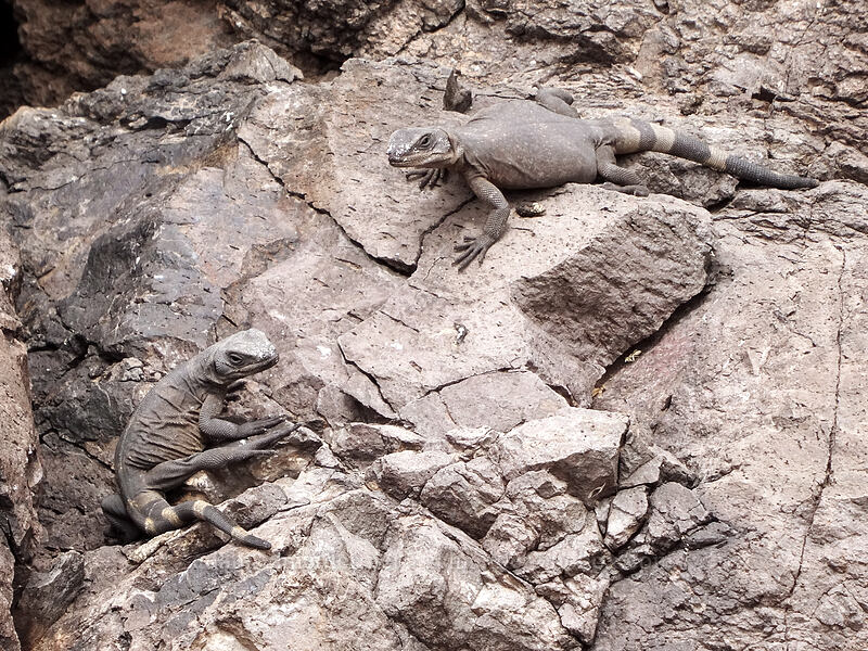 chuckwallas (Sauromalus ater) [Hunter Trail, Picacho Peak State Park, Pinal County, Arizona]