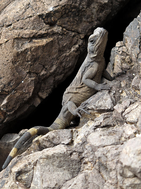 common chuckwalla (Sauromalus ater) [Hunter Trail, Picacho Peak State Park, Pinal County, Arizona]
