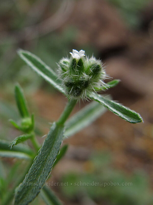 cryptantha (Cryptantha sp.) [Picacho Peak summit, Picacho Peak State Park, Pinal County, Arizona]