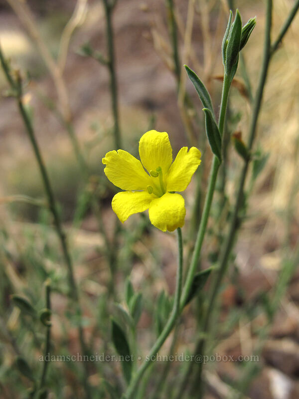 rough menodora (Menodora scabra (Menodora scoparia)) [Picacho Peak summit, Picacho Peak State Park, Pinal County, Arizona]