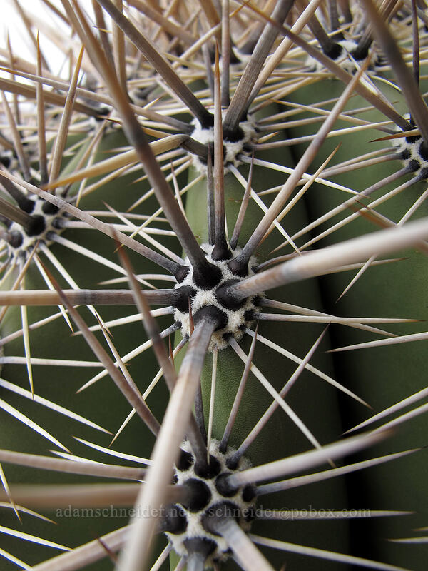 saguaro cactus spines (Carnegiea gigantea) [Picacho Peak summit, Picacho Peak State Park, Pinal County, Arizona]