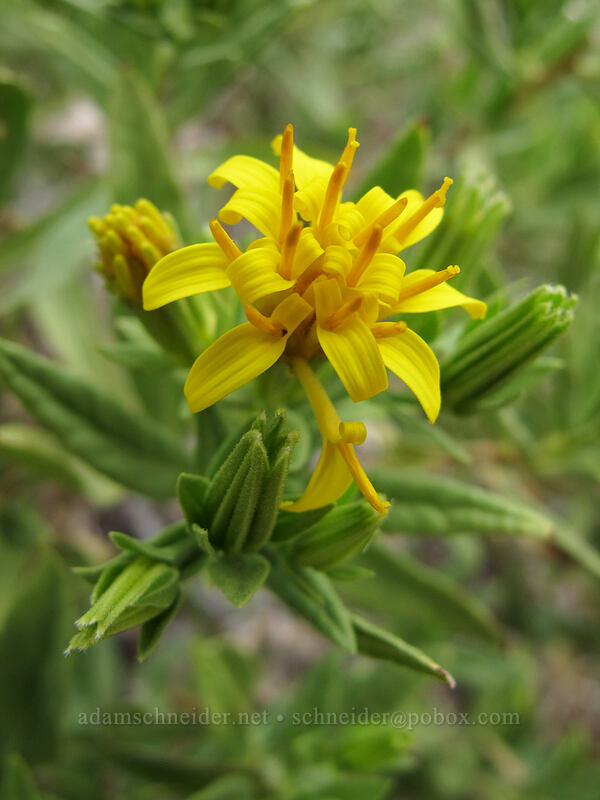 American three-fold (Trixis californica) [Hunter Trail, Picacho Peak State Park, Pinal County, Arizona]
