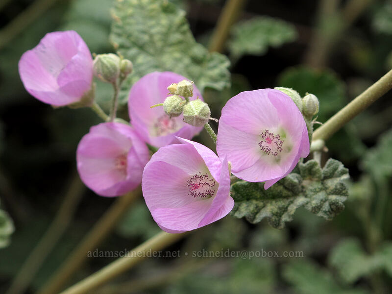 pink desert globe-mallow (Sphaeralcea ambigua) [Hunter Trail, Picacho Peak State Park, Pinal County, Arizona]