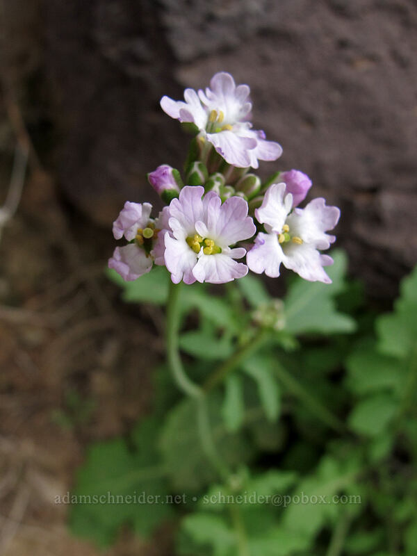 rock-mustard (Dryopetalon runcinatum) [Hunter Trail, Picacho Peak State Park, Pinal County, Arizona]