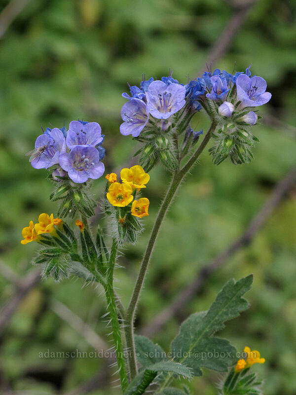 fiddleneck & distant phacelia (Amsinckia menziesii, Phacelia distans) [Hunter Trail, Picacho Peak State Park, Pinal County, Arizona]