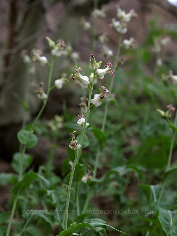 Arizona jewelflower (Streptanthus carinatus) [Hunter Trail, Picacho Peak State Park, Pinal County, Arizona]