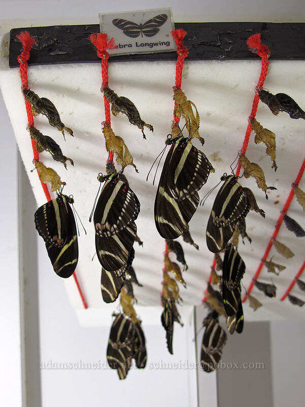 zebra longwing butterflies, emerging (Heliconius charithonia) [Butterfly Wonderland, Scottsdale, Maricopa County, Arizona]