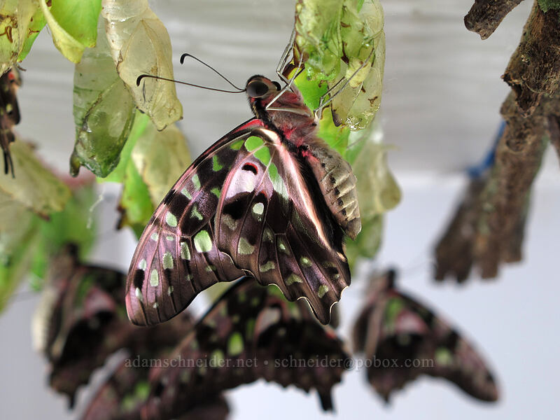 tailed jay butterfly, emerging (Graphium agamemnon) [Butterfly Wonderland, Scottsdale, Maricopa County, Arizona]