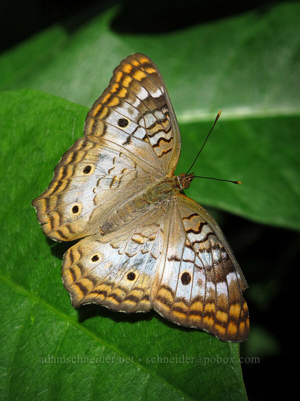 white peacock butterfly (Anartia jatrophae) [Butterfly Wonderland, Scottsdale, Maricopa County, Arizona]