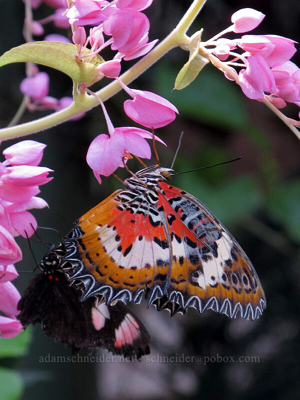 leopard lacewing butterfly (Cethosia cyane) [Butterfly Wonderland, Scottsdale, Maricopa County, Arizona]