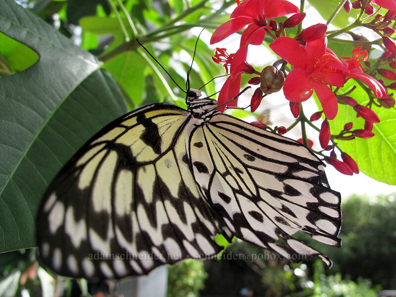 paper kite butterfly (Idea leuconoe) [Butterfly Wonderland, Scottsdale, Maricopa County, Arizona]