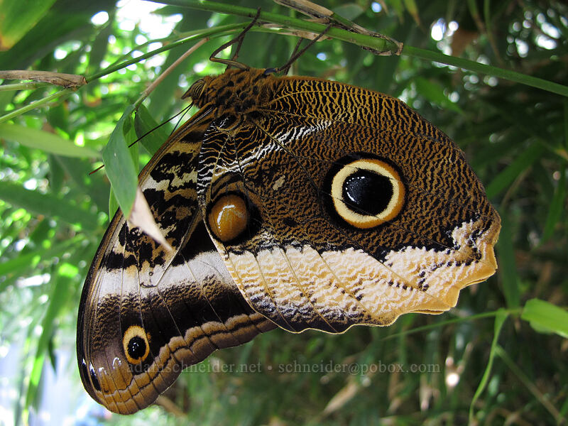 yellow-edged giant owl butterfly (Caligo atreus) [Butterfly Wonderland, Scottsdale, Maricopa County, Arizona]