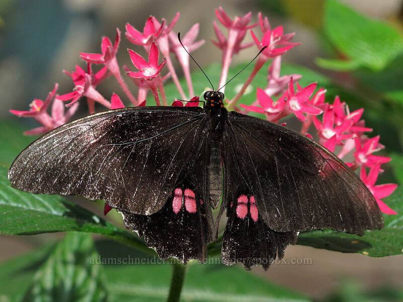ruby-spotted swallowtail butterfly (Papilio anchisiades) [Butterfly Wonderland, Scottsdale, Maricopa County, Arizona]