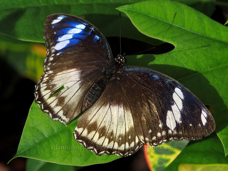 great eggfly butterfly (female) (Hypolimnas bolina) [Butterfly Wonderland, Scottsdale, Maricopa County, Arizona]