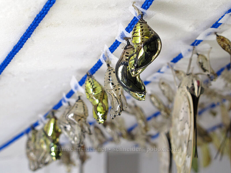 cream-spotted tigerwing chrysalises (Tithorea tarricina) [Butterfly Wonderland, Scottsdale, Maricopa County, Arizona]