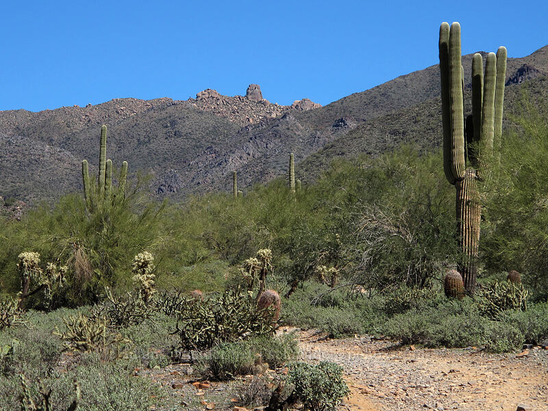 Tom's Thumb [McDowell Sonoran Preserve, Scottsdale, Maricopa County, Arizona]