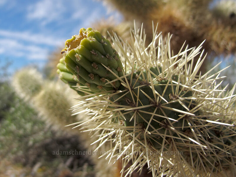 teddy-bear cholla fruit (Cylindropuntia bigelovii) [McDowell Sonoran Preserve, Scottsdale, Maricopa County, Arizona]