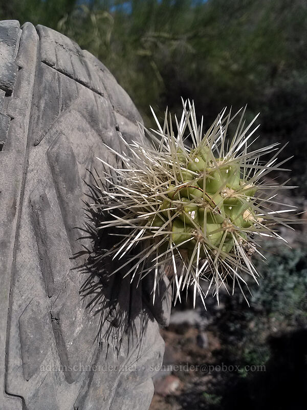 jumping cholla stuck to my shoe (Cylindropuntia fulgida) [McDowell Sonoran Preserve, Scottsdale, Maricopa County, Arizona]