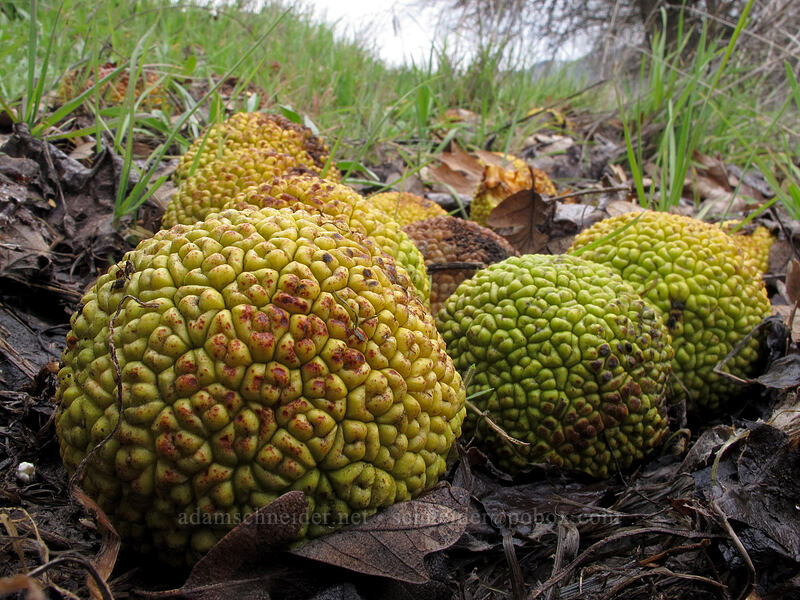 osage oranges (Maclura pomifera) [Balfour-Klickitat Trail, Klickitat County, Washington]