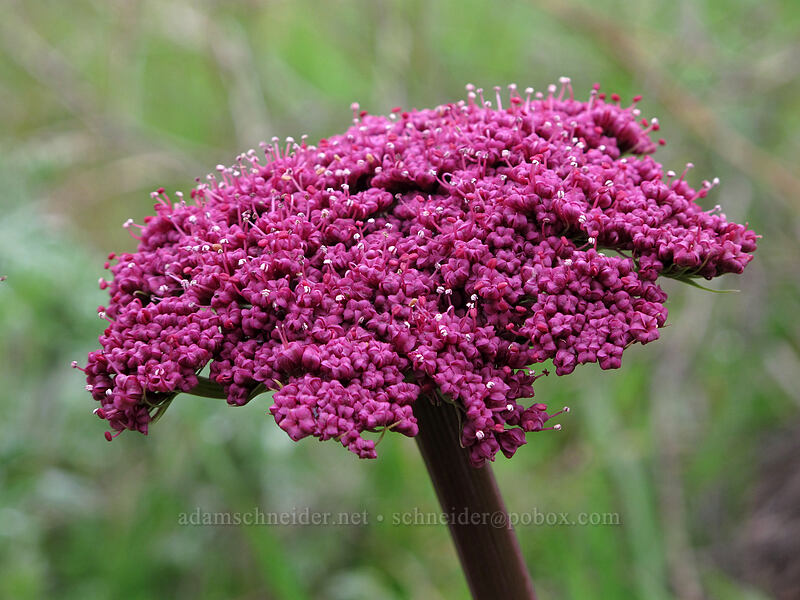 Columbia desert parsley (Lomatium columbianum) [Balfour-Klickitat Trailhead, Klickitat County, Washington]