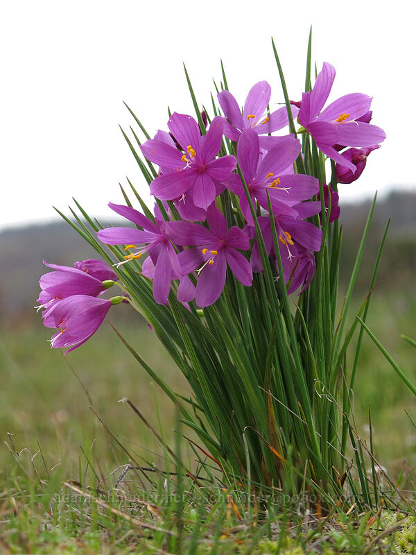 grass-widows (Olsynium douglasii) [Catherine Creek, Klickitat County, Washington]
