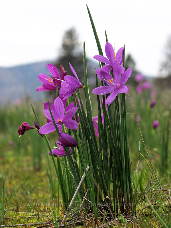 grass-widows (Olsynium douglasii) [Catherine Creek, Klickitat County, Washington]