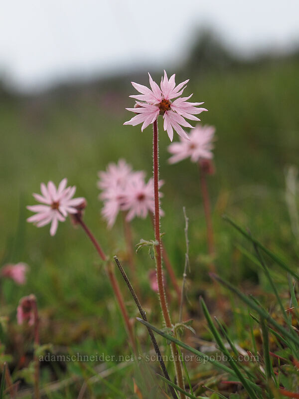 prairie stars (Lithophragma glabrum) [Catherine Creek, Klickitat County, Washington]