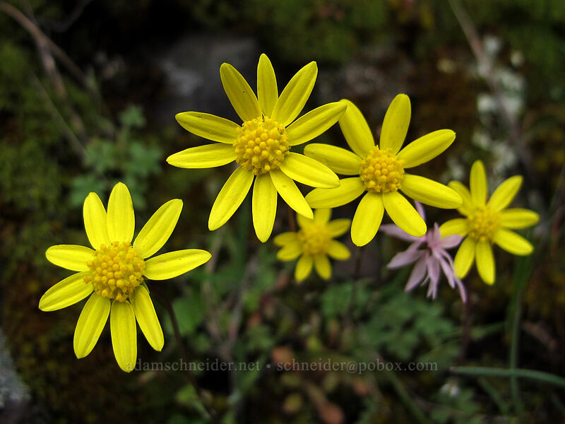 gold stars (Crocidium multicaule) [Old Highway 8, Klickitat County, Washington]