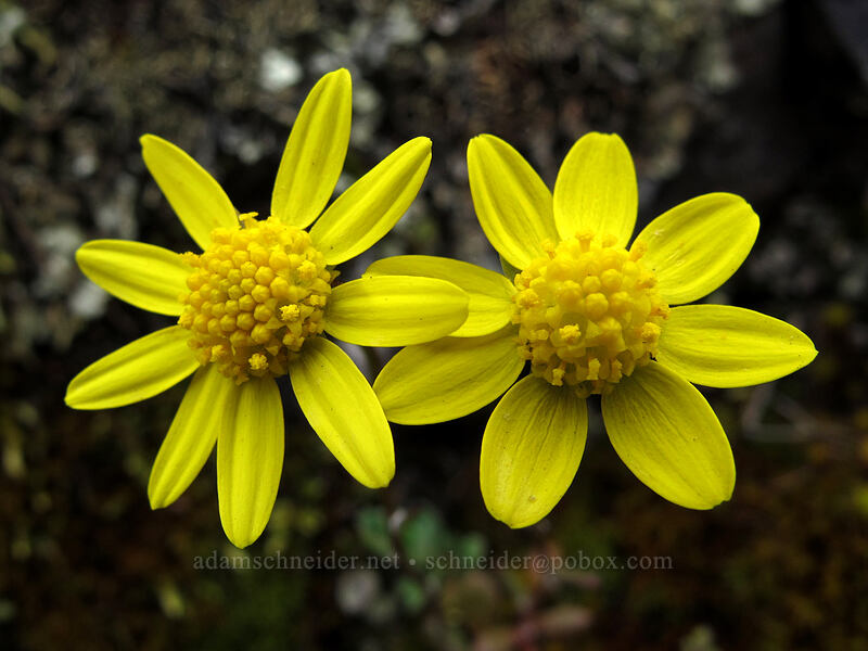 gold stars (Crocidium multicaule) [Old Highway 8, Klickitat County, Washington]