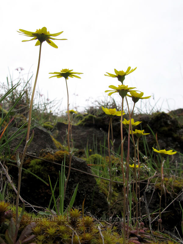 gold stars (Crocidium multicaule) [Old Highway 8, Klickitat County, Washington]