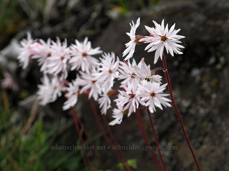 prairie stars (Lithophragma glabrum) [Old Highway 8, Klickitat County, Washington]