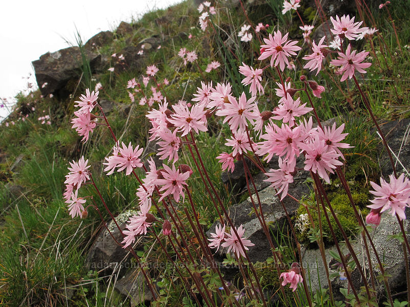 prairie stars (Lithophragma glabrum) [Old Highway 8, Klickitat County, Washington]