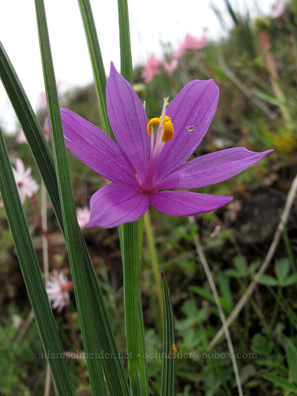 grass-widow (Olsynium douglasii) [Old Highway 8, Klickitat County, Washington]