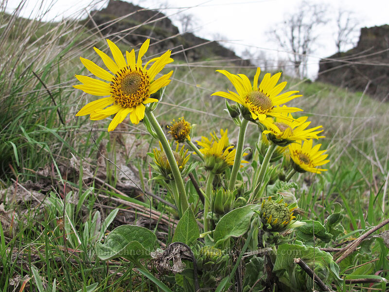 Carey's balsamroot (Balsamorhiza careyana) [Highway 14, Klickitat County, Washington]