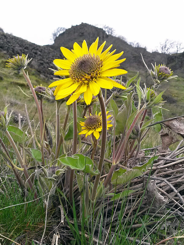 Carey's balsamroot (Balsamorhiza careyana) [Highway 14, Klickitat County, Washington]