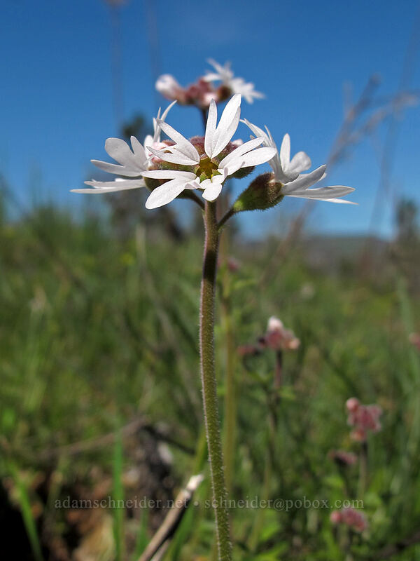 prairie stars (Lithophragma parviflorum) [Memaloose Hills, Wasco County, Oregon]