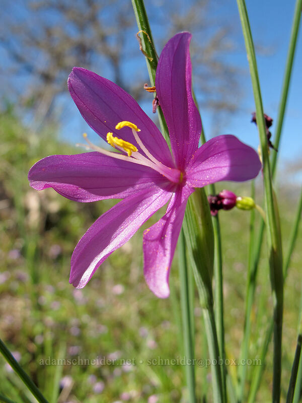 grass-widow (Olsynium douglasii) [Memaloose Hills, Wasco County, Oregon]